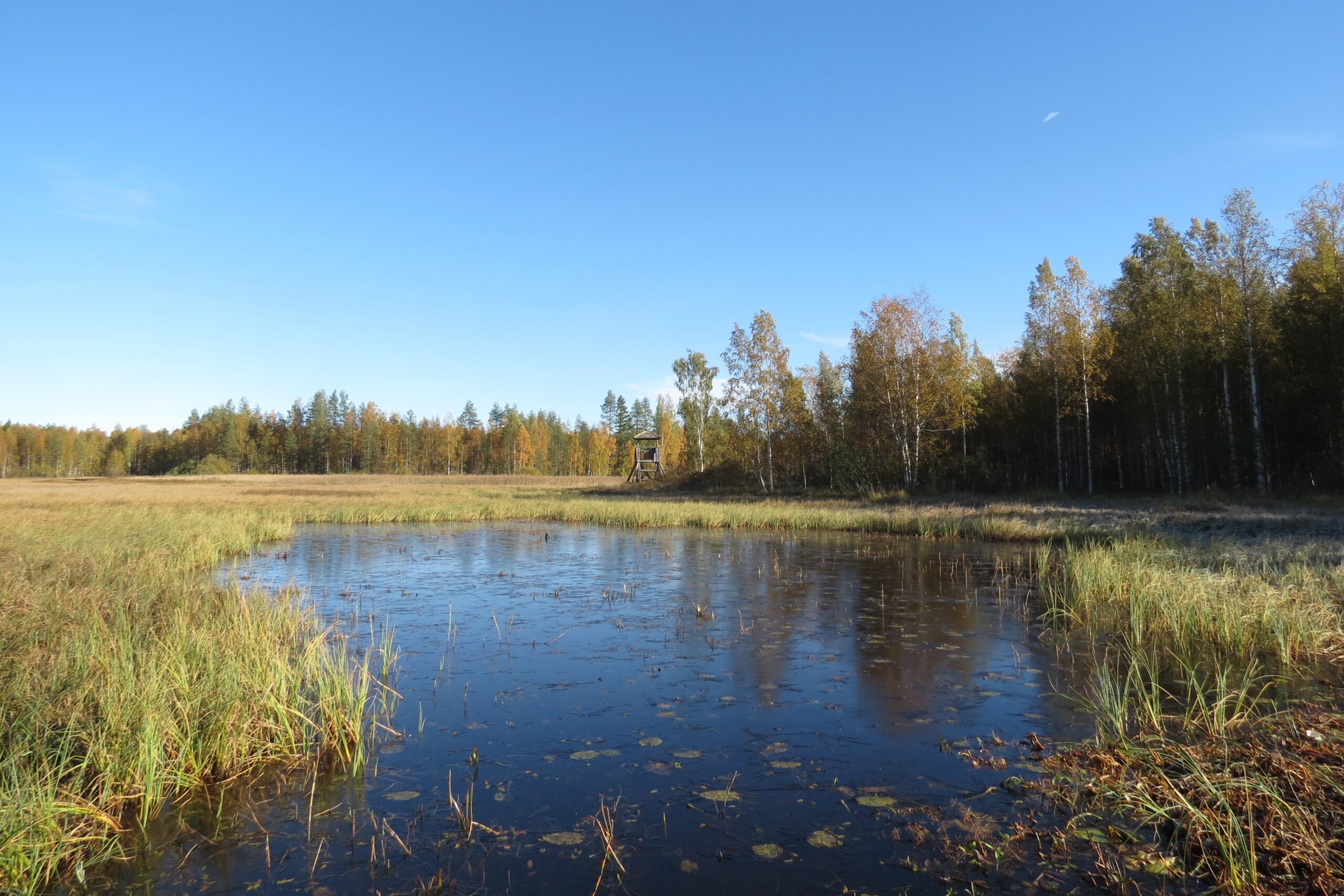 lintutorni Heinäjoella